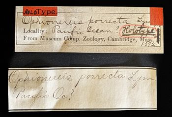 Media type: image;   Invertebrate Zoology OPH-1592 Description: Original handwritten specimen labels;  Aspect: labels